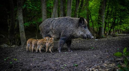 Miért kell kilőni a városba tévedő vaddisznót? Itt van a válasz