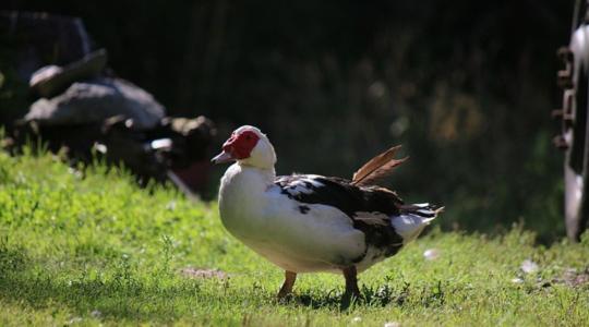 Békés vármegyében és egy állatotthonban is megjelent a pusztító vírus
