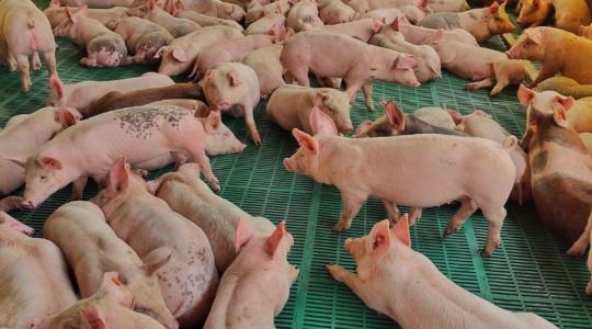 20 éves mélyponton van Dánia sertésállománya és hústermelése 