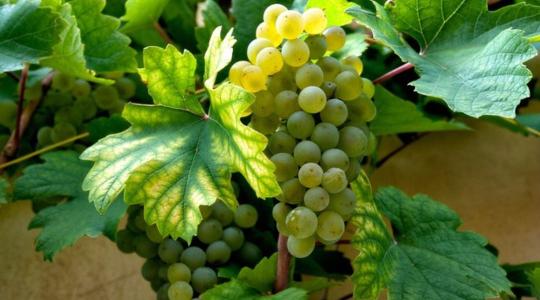 Bővülnek a szőlő- és bortermelés lehetőségei Svédországban