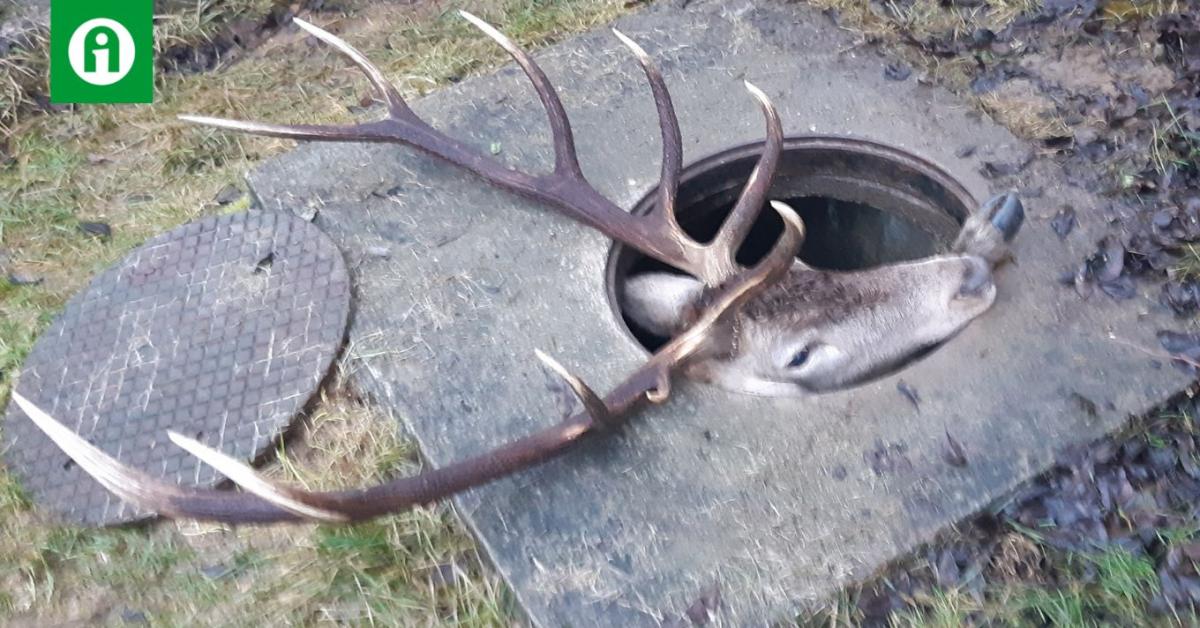 Ilyet még nem láttál: vízóraaknába szorult egy szarvas Ózdon