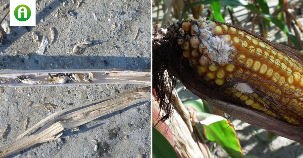 Tippek az idén induló Agro-ökológiai Programhoz (AÖP)