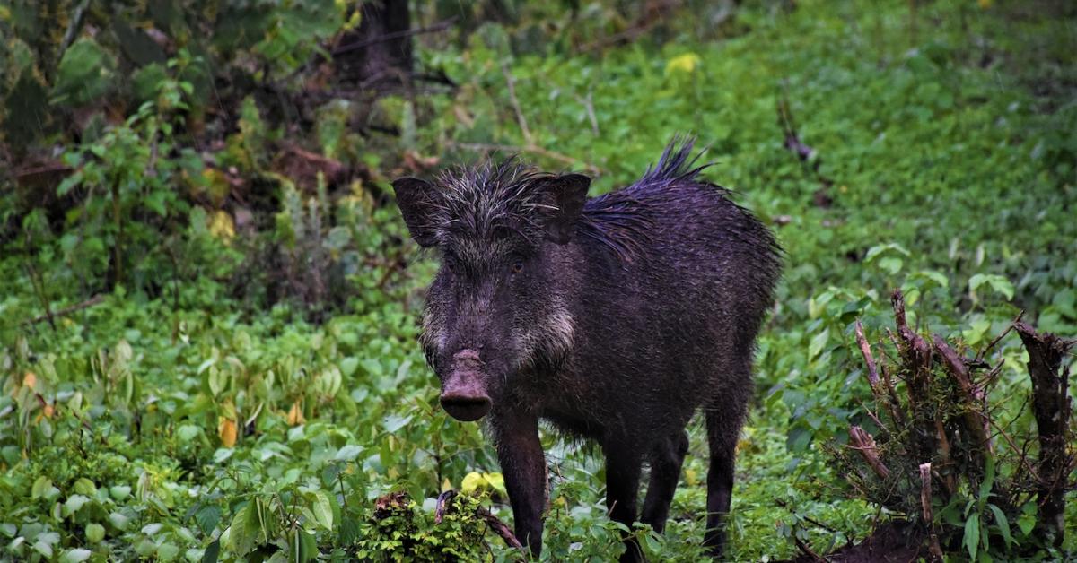 Nem felelt meg minden jogszabálynak a vaddisznók kilövése?