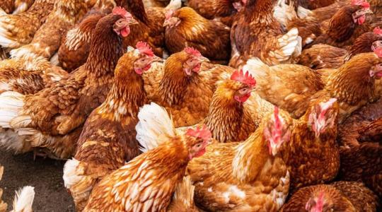 Baromfitartók, figyelem! Megjelent az a Kincstári Közlemény, amire mindenki várt