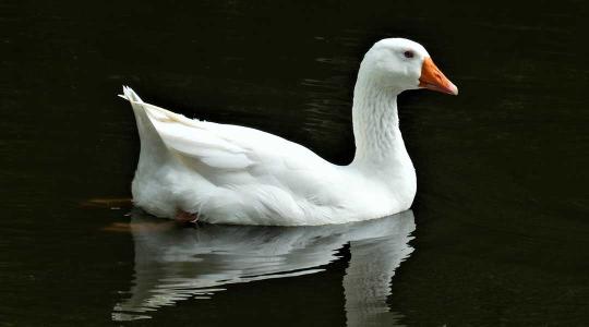 Fellélegezhetnek az állattartók, enyhültek a szabályok