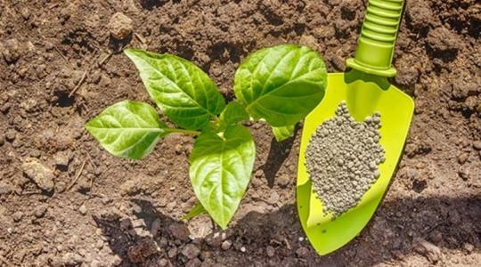 Ne feledd! Tavasszal is kell foszfort adni a zöldségféléknek!