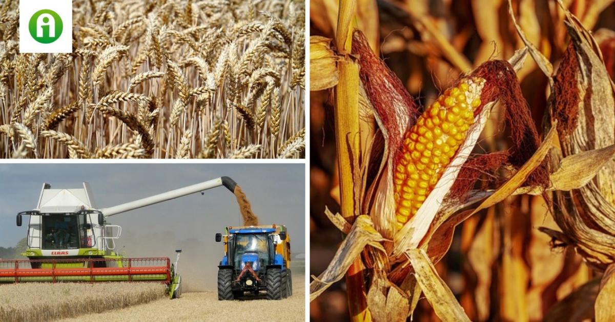 Komoly számok: 66 százalékkal nőtt az EU kukorica importja egy év alatt