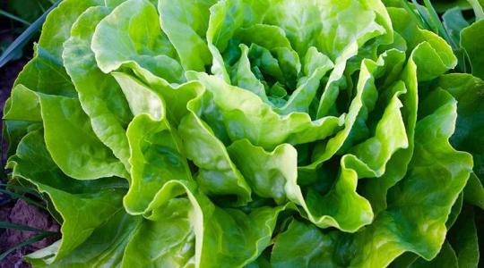 A fejes saláta élettani betegségei és fejlődési rendellenességei – így előzd meg!