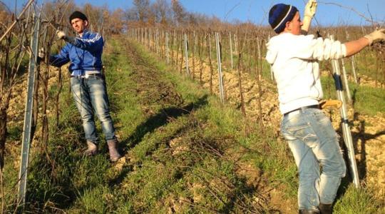 Hulladék, ami kincset ér: a szőlővenyige kiváló fűtőanyag