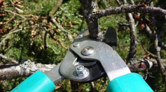 Megtanulnál helyesen metszeni? Jó hírünk van, tanfolyam indul!