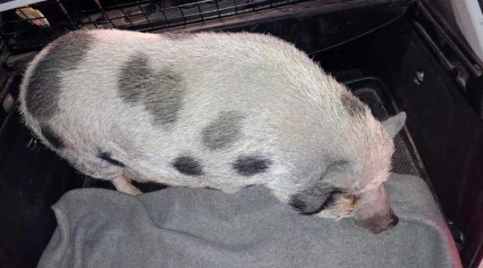 Rendőrök segítettek egy elkóborolt malacon