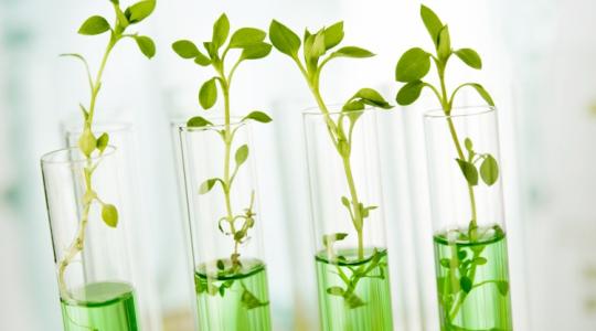 Döntött az Európai Unió Bírósága egy fontos GMO-kérdésben