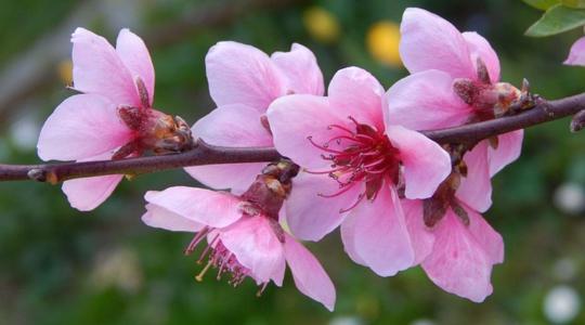 29. Barackvirágnap és metszési bemutató – Szatymaz 29. Barackvirágnap és metszési bemutató – Szatymaz