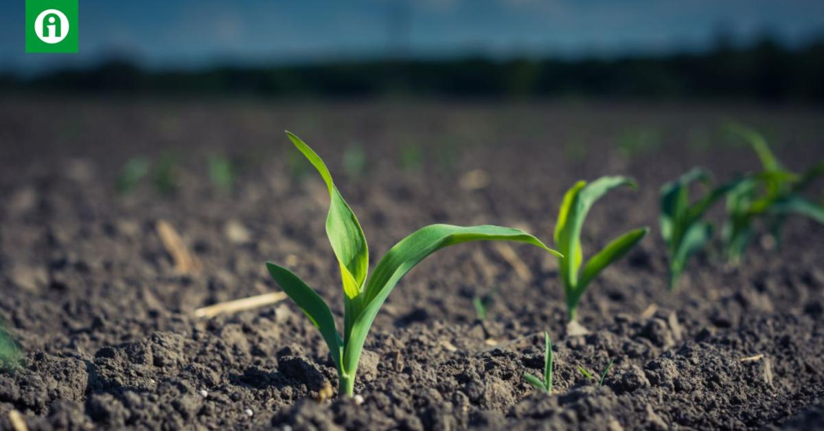 Minőség és biztonság 19 éve | Force1,5G | Syngenta