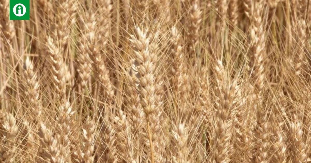 Kalászból jobb a több! - Agroinform.hu