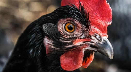 Belehalt egy 11 éves gyerek a madárinfluenza fertőzésbe