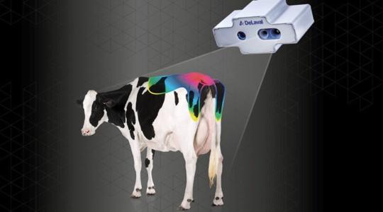 Tejtermelő tehenek automatikus testkondíció-pontozása DeLaval BCS kamerával