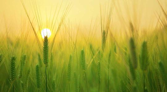 Adatalapú agrárium: ingyen ilyen adatokhoz lehet hozzáférni