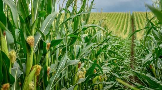 A Corteva Agriscience bejelentette, hogy lezárta a Symborg és a Stoller felvásárlását