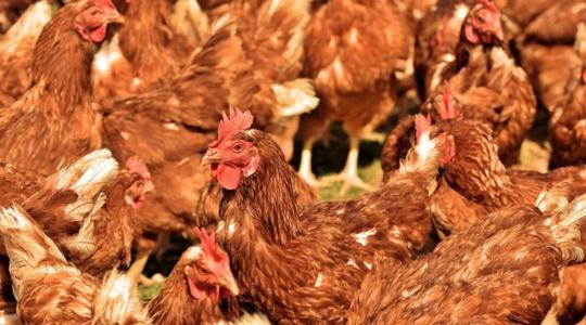 Egy új uniós javaslat megoldhatatlan problémát okozna a csirke- és a tojástermelőknek 