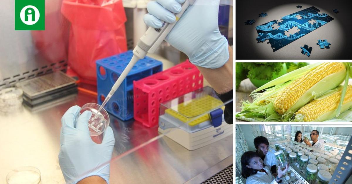 Egy vita, ami végérvényesen megváltoztathatja a mezőgazdaságot: mi lesz a GMO szabályozás sorsa? Egy vita, ami végérvényesen megváltoztathatja a mezőgazdaságot: mi lesz a GMO szabályozás sorsa?