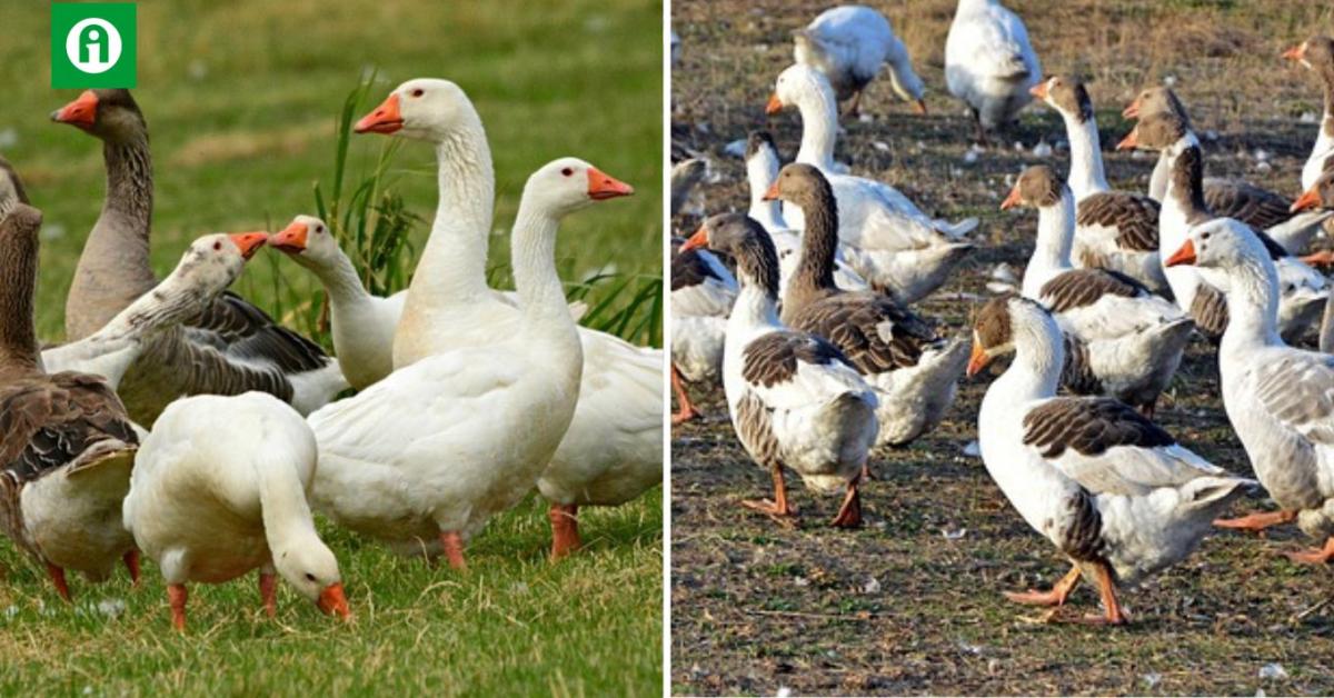 7400 tömőludat kell leölni Békés megyében 7400 tömőludat kell leölni Békés megyében