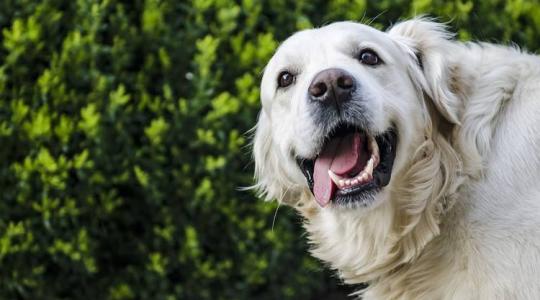A tehén itatójában fürdött a retriever, aztán megérkezett a tehén... – Videó!
