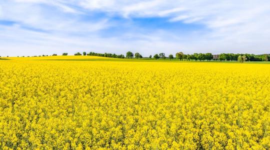 Innovatív termékekkel a repcekártevőkben kialakult rezisztencia ellen