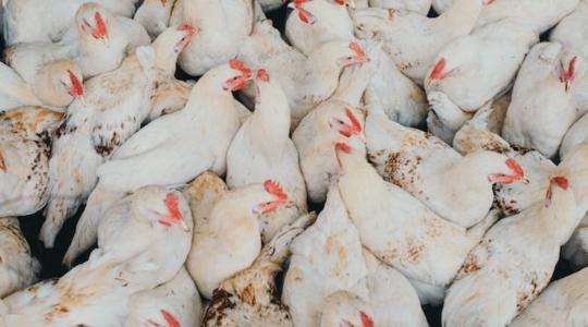 Vakcinával védekezne a madárinfluenza ellen az Egyesült Államok