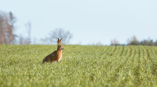 Ősi gombaölő szer, ami a nyulakat és az őzeket is elűzi a területről