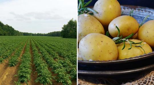 Több C-vitamin a krumpliban, mint a citromban?! 