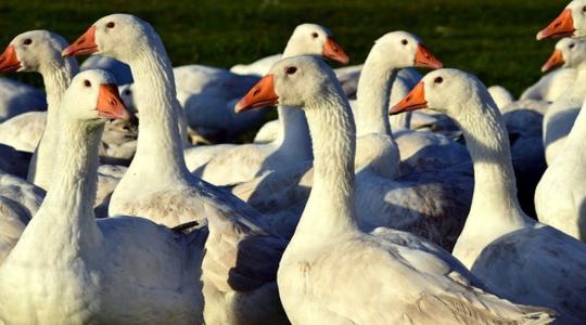 Újra felütötte a fejét a veszélyes fertőző betegség
