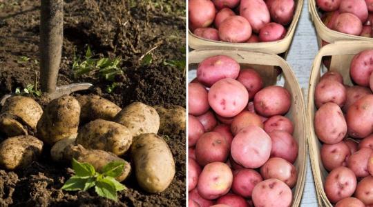 Burgonya: sokat hoztunk be, keveset vittünk ki – mégsem lesz elegendő belőle