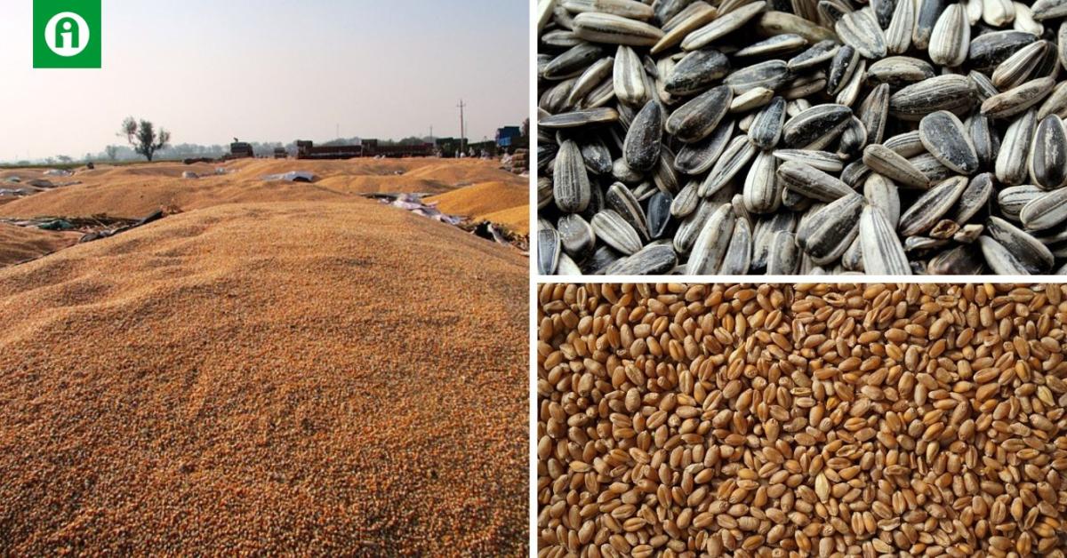 Már elérhető a Syngenta új csávázószer kalkulátora Már elérhető a Syngenta új csávázószer kalkulátora
