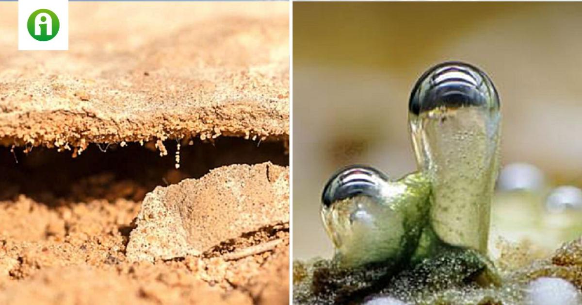Biológiai talajtakarás? Erről muszáj többet tudnod! Biológiai talajtakarás? Erről muszáj többet tudnod!