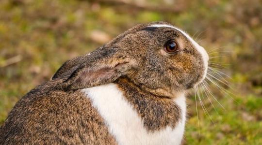 A nyúlhústermelés perspektívája: nullszaldós vagy veszteséges