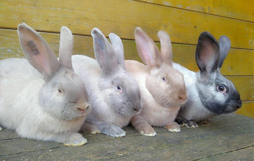 Te tudod, milyen a szallander színű nyúl?
