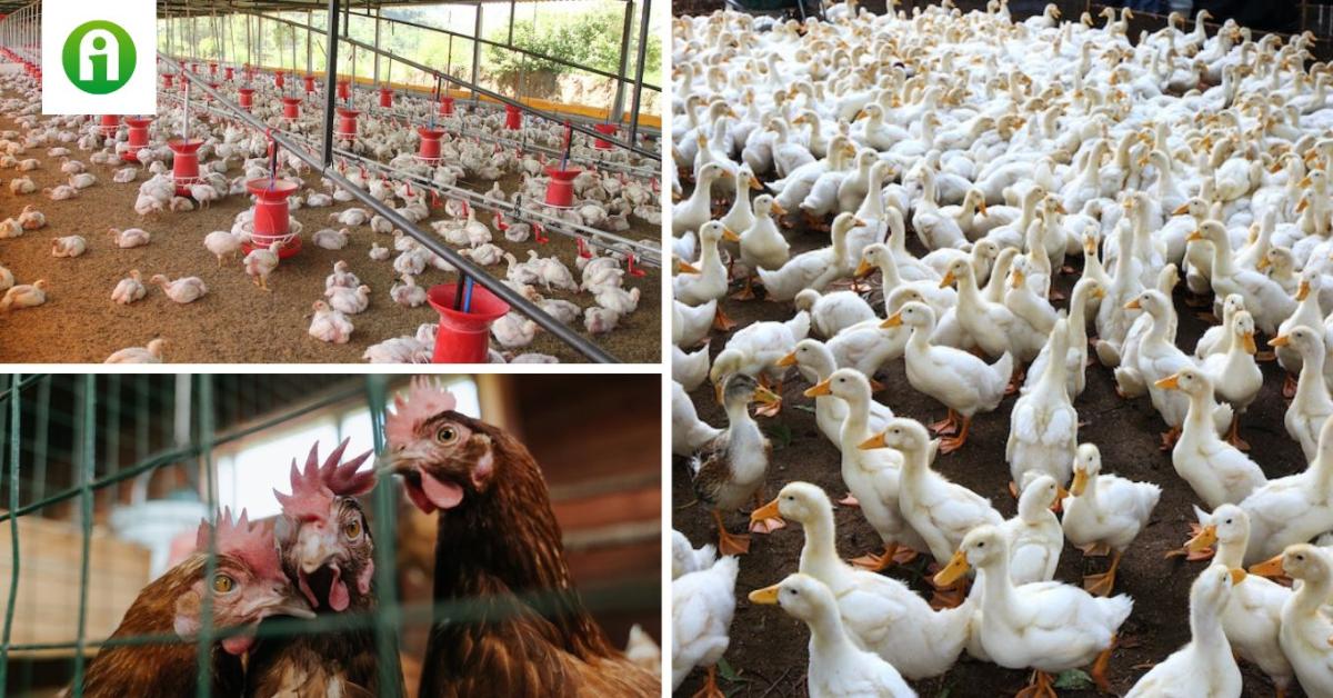 Új járványvédelmi intézkedések a madárinfluenza miatt – ezekről jó, ha te is tudsz! Új járványvédelmi intézkedések a madárinfluenza miatt – ezekről jó, ha te is tudsz!