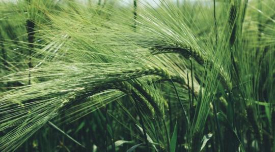 Az USA még tartja első helyét a világ agrárexportőrei között, de előnye apad