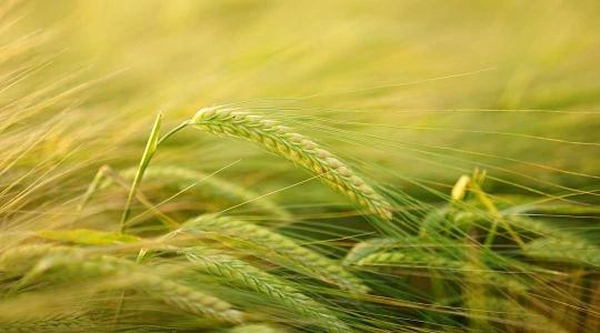 Rendkívüli egyeztetés volt a magyar és az ukrán agrárminiszter között