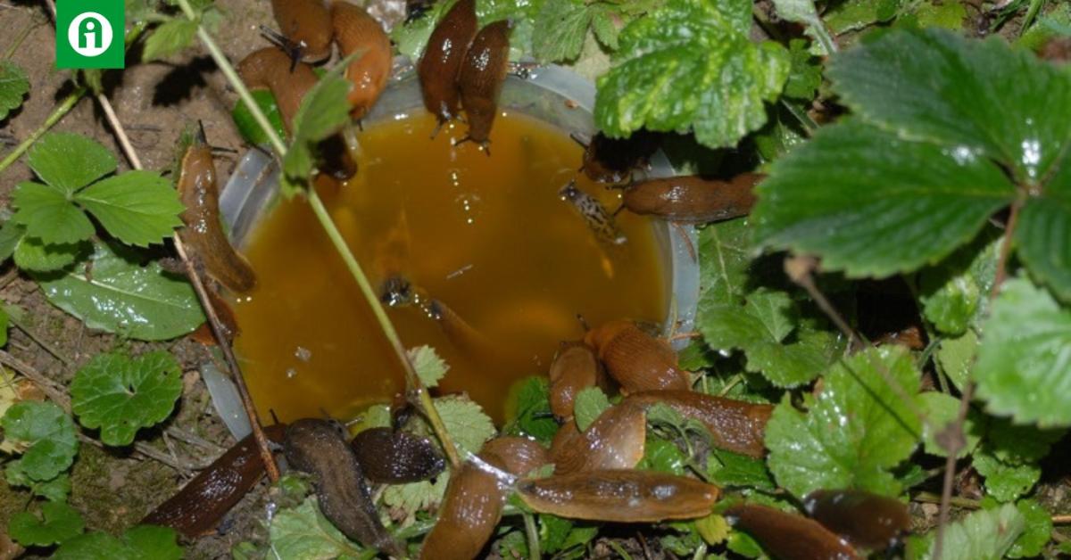 Vegyszerek nélkül a meztelencsigák ellen 