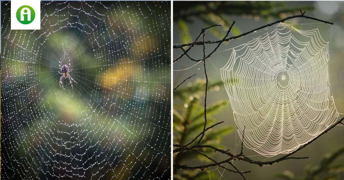 Eltűntek a pókok és ez a mezőgazdaságnak is nagy baj