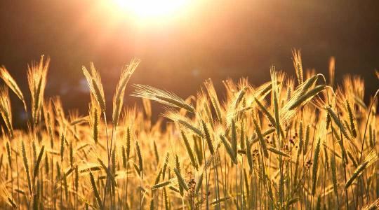 A cseh agrárminiszter szerint nincs okuk kitiltani az ukrán termékeket