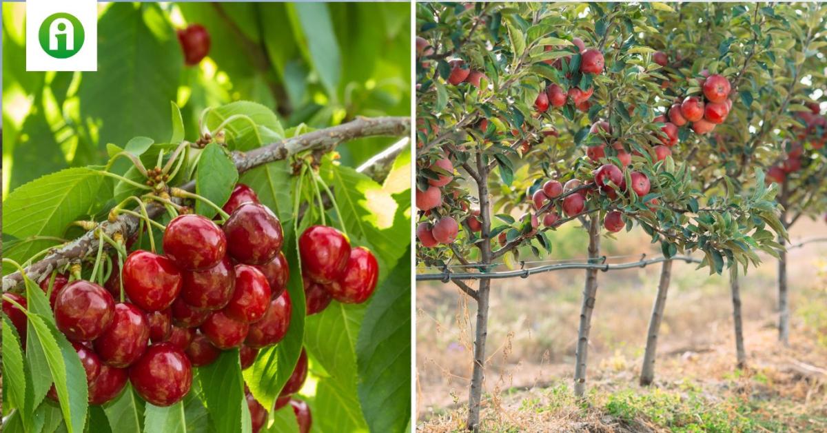 Wuxal Boron Plus – Több, mint bór
