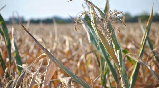 A tavalyi aszály új korszakot nyitott az agrárbiztosítások piacán is