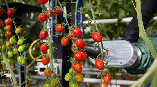 Digitalizáció, adatelemzés, robotika: így változik a paradicsomtermesztés a jövőben a Syngenta szerint