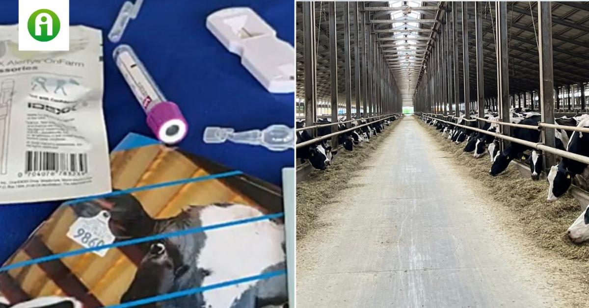 Kisebb marhatartóknak tökéletes: egyszerű, költségkímélő vemhesség-meghatározás – VIDEÓ Kisebb marhatartóknak tökéletes: egyszerű, költségkímélő vemhesség-meghatározás – VIDEÓ