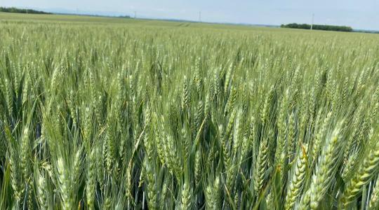 A tavalyi extrém szezonban is győzni tudott – itt a Syngenta legújabb őszi búzája!