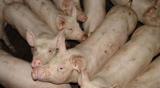 Az állatszállításnak nincs jövője az EU-ban