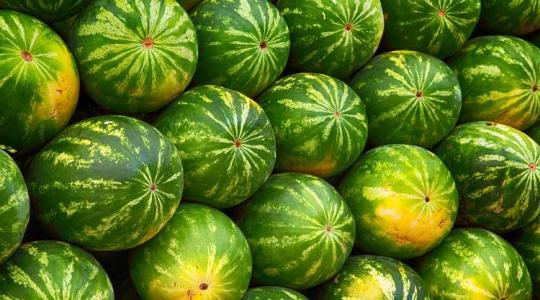 Később indult a palántázás, de ez még jól is jöhet